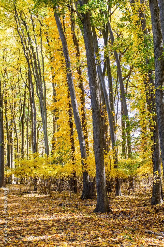 autumn landscape with trees and blue sky autumn landscape with trees and blue sky