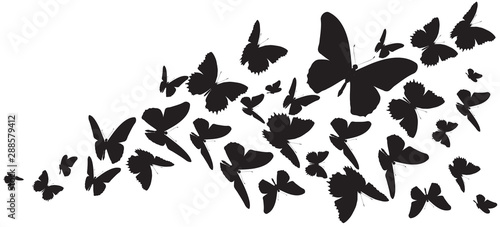 butterfly267