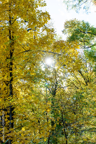 Fototapeta Naklejka Na Ścianę i Meble -  autumn landscape with trees and blue sky