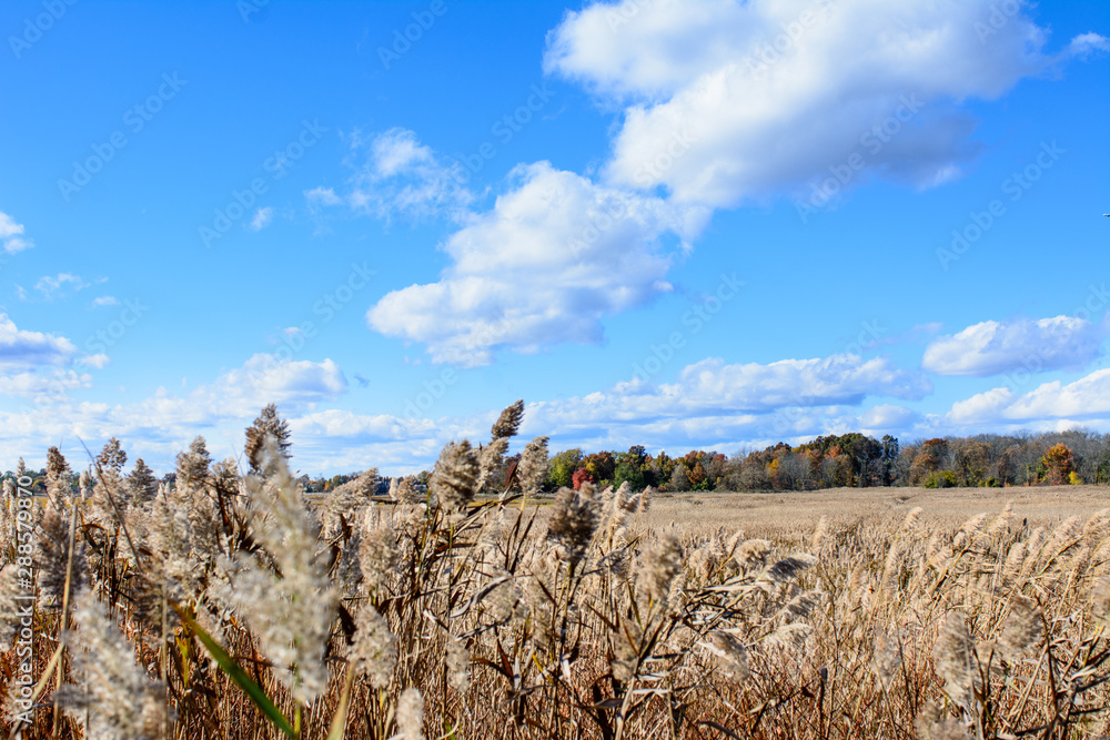 Fototapeta premium autumn landscape with trees and blue sky