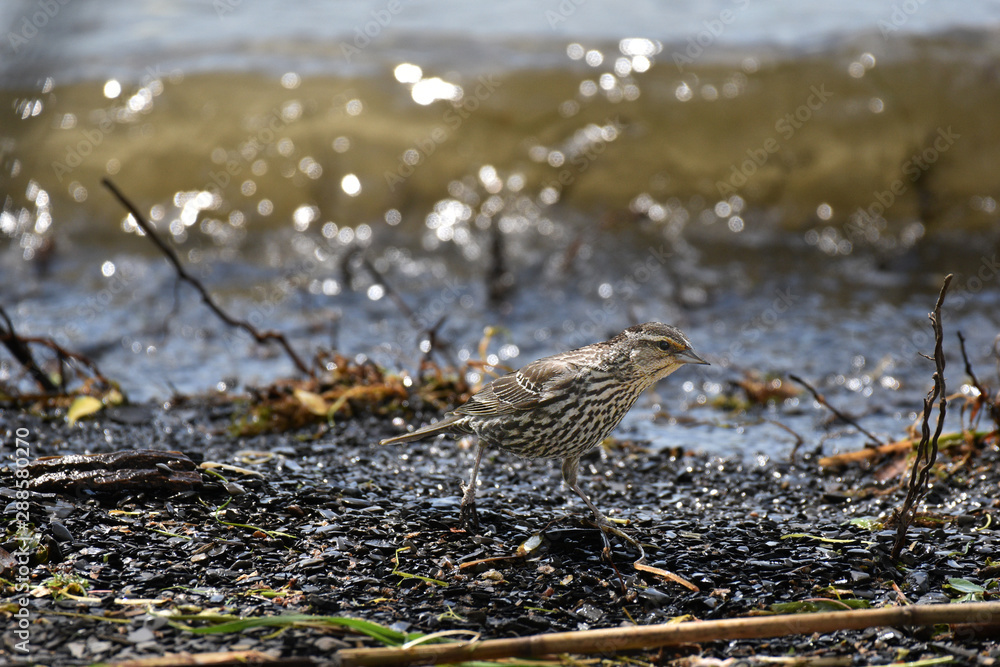 Swamp Sparrow Swamp Sparrow