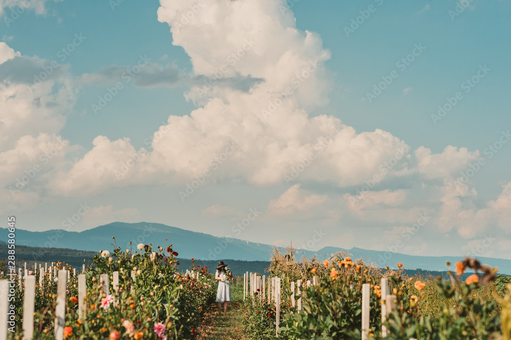 Summer flower fields with chrysanthemum flowers, woman collecting flowers