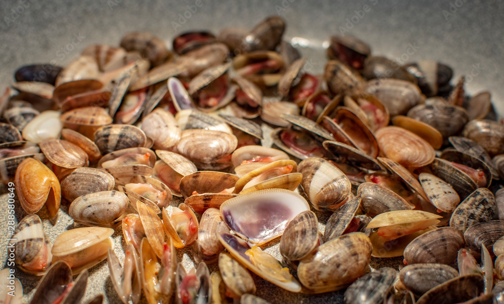 Sea clams, also known as Tellina Sea clams, also known as Tellina