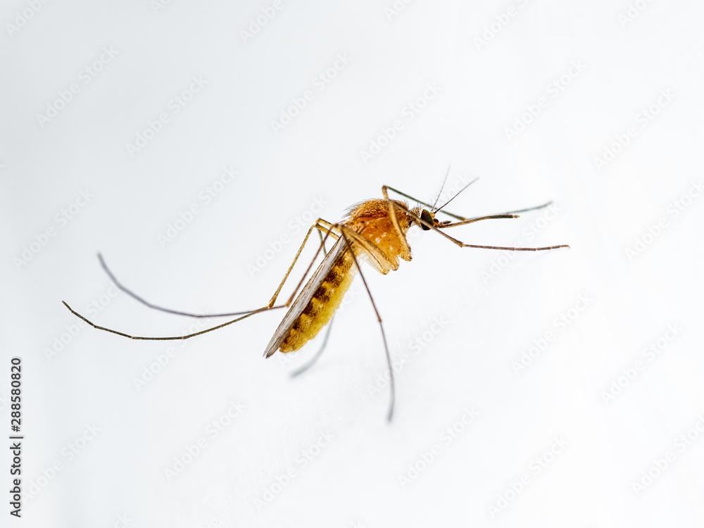 custom made wallpaper toronto digitalEncephalitis, Yellow Fever, Mayaro, Malaria Disease or Zika Virus Infected Culex Mosquito Parasite Insect on White Wall Background