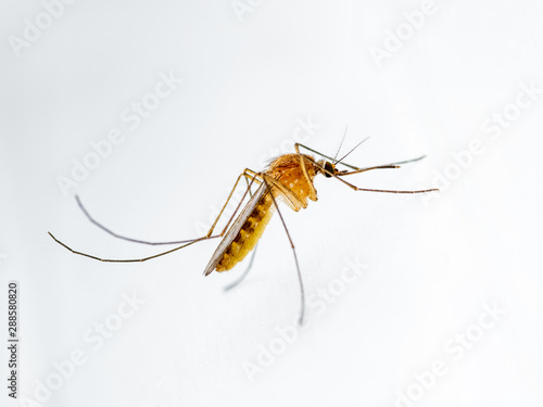 Wallpaper Mural Encephalitis, Yellow Fever, Mayaro, Malaria Disease or Zika Virus Infected Culex Mosquito Parasite Insect on White Wall Background Torontodigital.ca