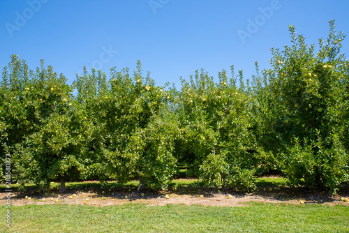 Row of Apple Trees in an Orchard