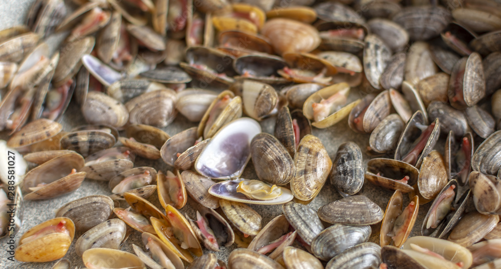Sea clams, also known as Tellina Sea clams, also known as Tellina