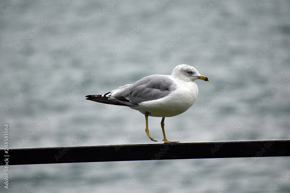 Obraz premium Seagull standing on a ramp