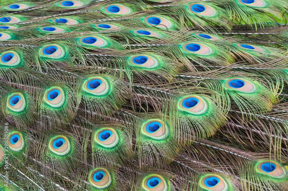 Obraz premium peacock feathers