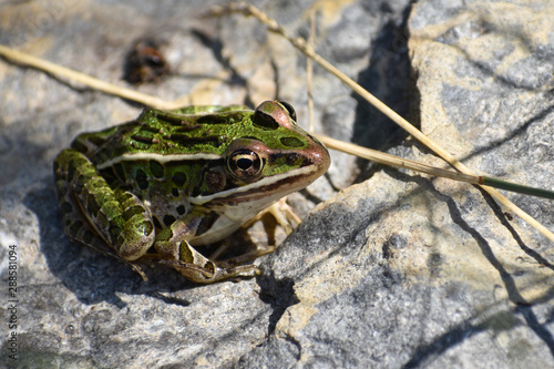 Frog resting on rock