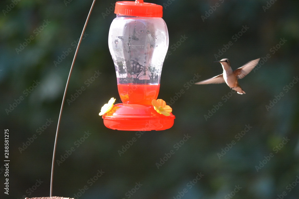 Humming Birds, in flight and on trees Humming Birds, in flight and on trees