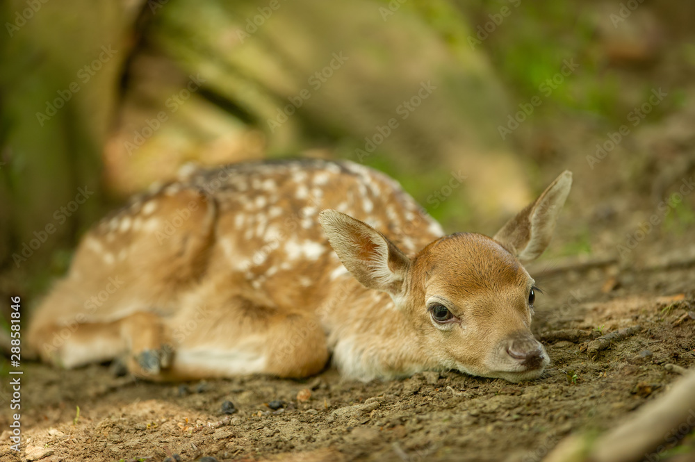 Fallow deer fawn lying on the ground Fallow deer fawn lying on the ground