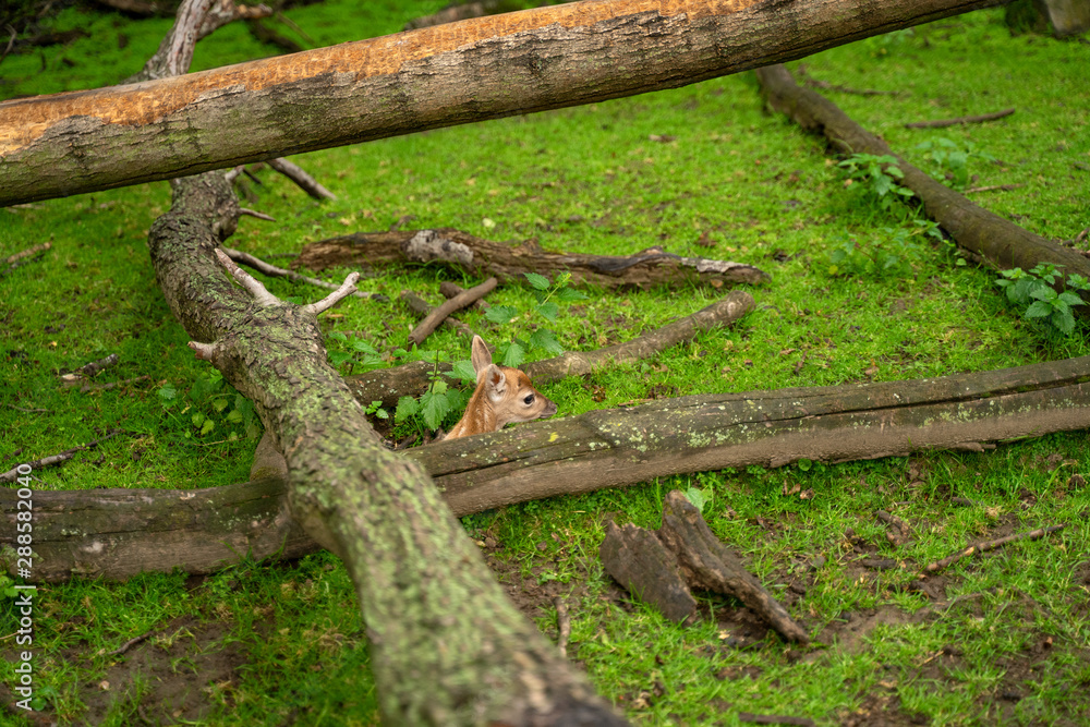 Fallow deer fawn hidden in the green grass between fallen tree trunks Fallow deer fawn hidden in the green grass between fallen tree trunks