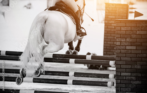 The gray horse overcomes an obstacle.Show jumping