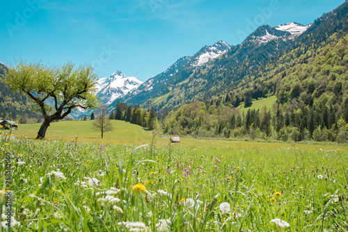 Blühende Bergwiese im Allgäu