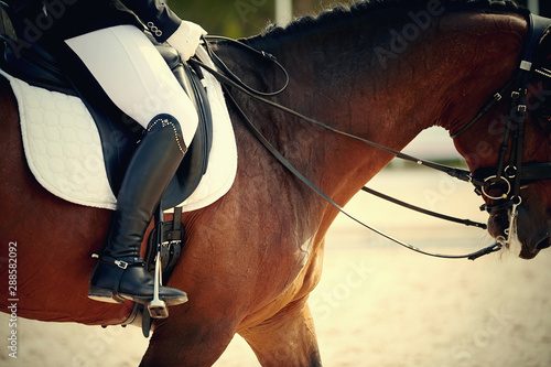 Equestrian sport. The leg of the rider in the stirrup, riding on a red horse.