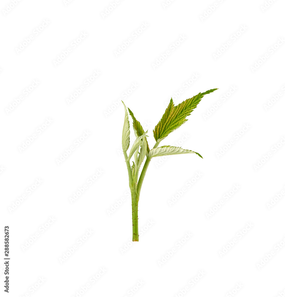 Fototapeta premium young top raspberry branch shoot with developing green leaves