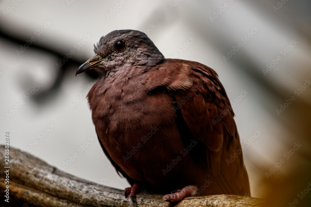 Fototapeta premium Bird dove