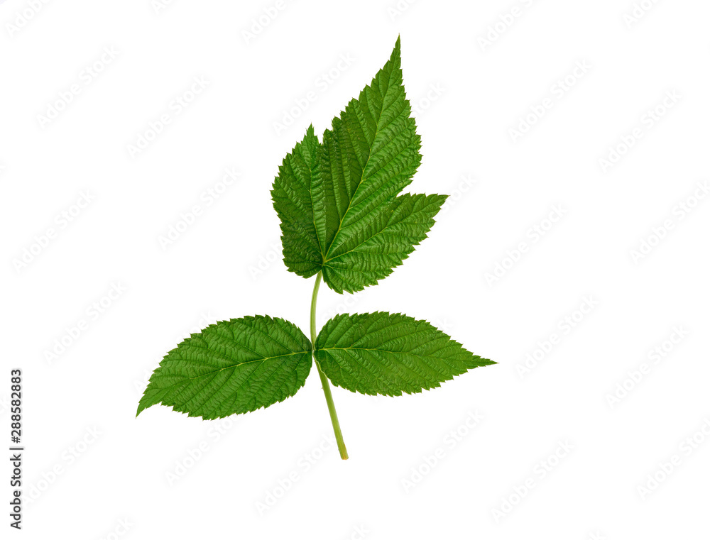 raspberry branch with a green stem and leaves on a white background raspberry branch with a green stem and leaves on a white background