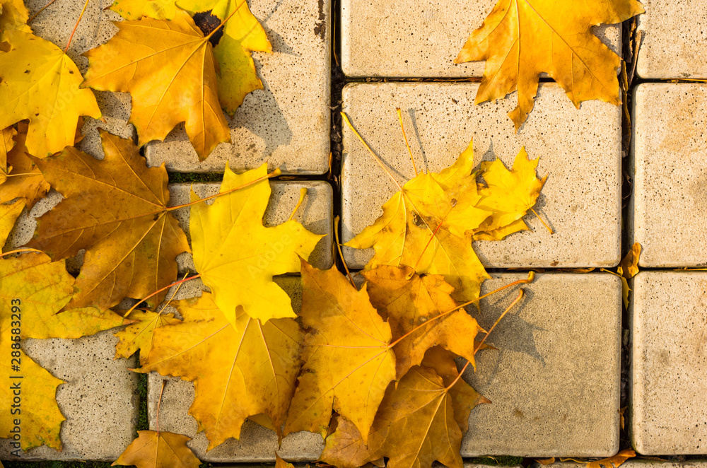 Obraz premium Urban Autumn landscape - yellow autumn leaves on paving tile