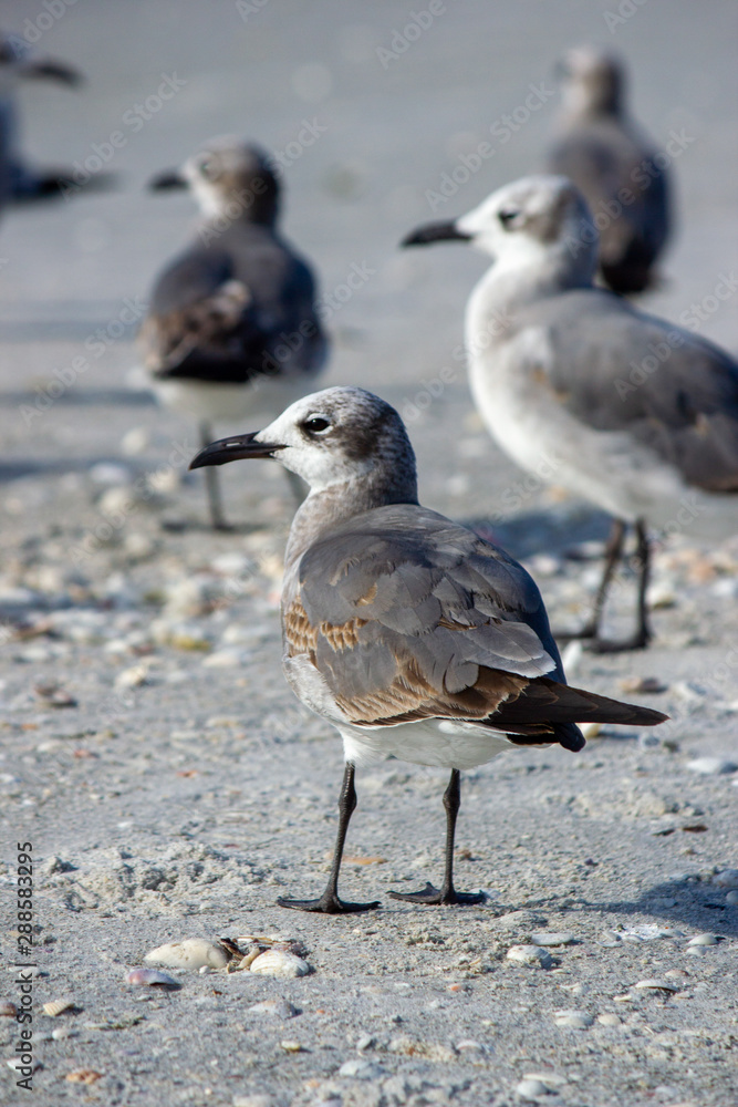 Seagulls on the Beach Seagulls on the Beach