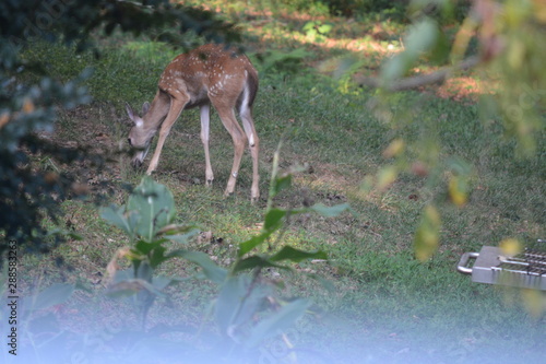 Doe and her Fawn photo