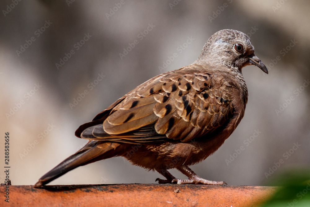 Bird dove Bird dove
