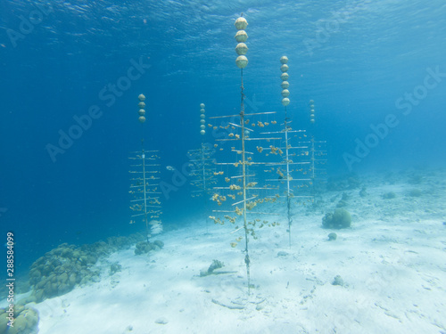 Critically Endangered Elkhorn Coral Being Farmed
