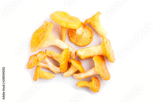 Bunch of chanterelle mushrooms isolated on white background.