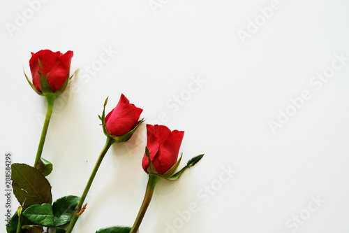 red rose on white background