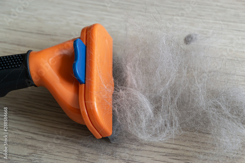 The comb of pet slicker brush with cat fur clump after grooming
