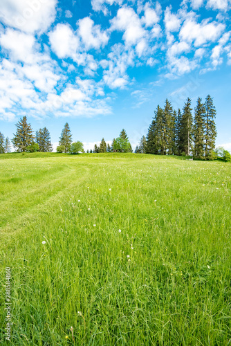 Zartgrüne Bergwiese im Allgäu im Frühjahr