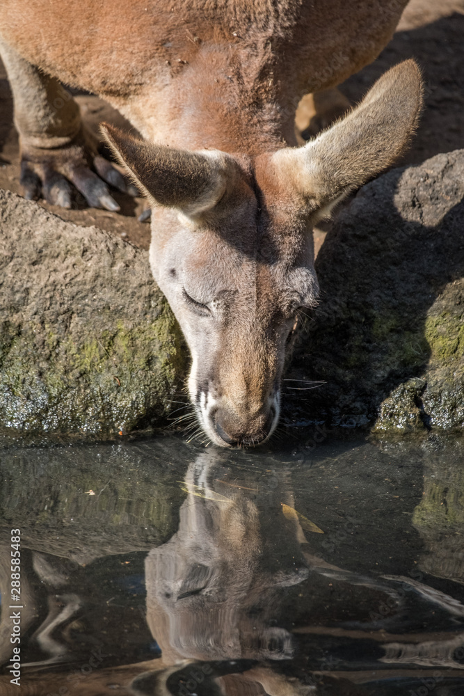 Kangaroo having a drink 