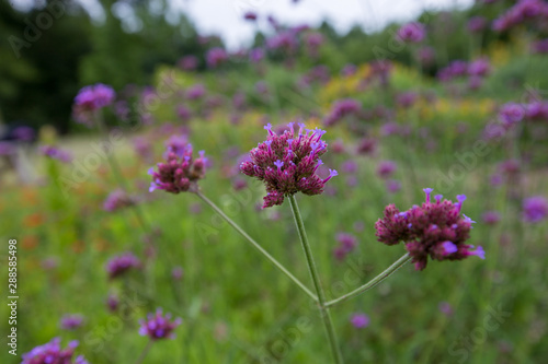 butterfly garden at parris n glendening farm at jug bay wetlands sanctuary