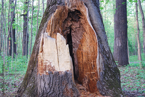 Old dying tree with huge hollow trunk, close up