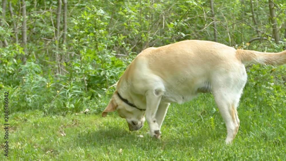 24292_The_white_Labrador_dog_on_the_green_grass_lawn.mov 24292_The_white_Labrador_dog_on_the_green_grass_lawn.mov