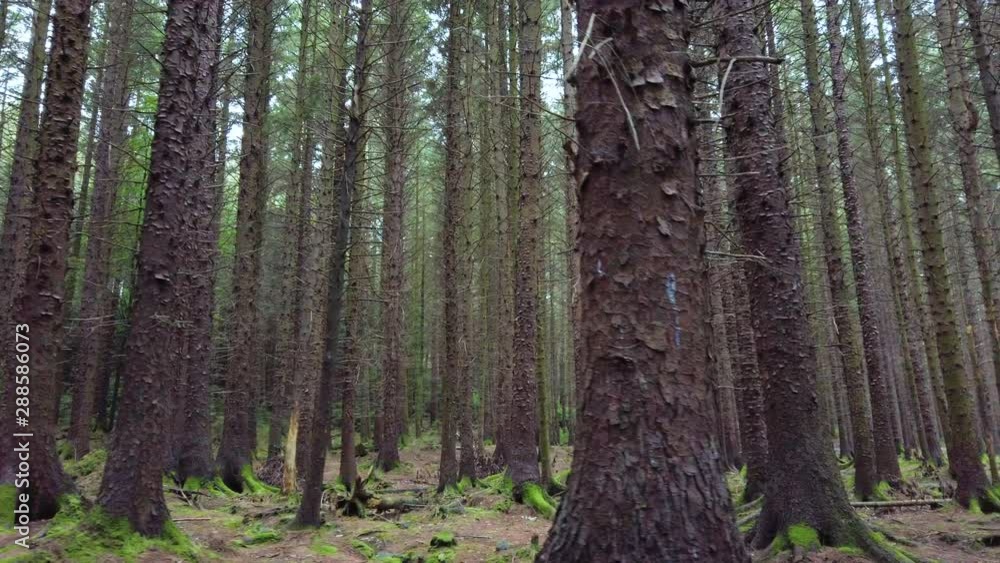 Tollymore tall dense woodland pine forest natural scenery, Ireland. Long slow horizontal dolly shot. Tollymore tall dense woodland pine forest natural scenery, Ireland. Long slow horizontal dolly shot.