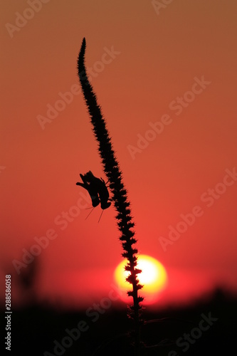 Grass Hoppers silhouette at Sunset with red Sky.