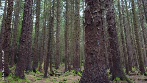 Tollymore tall dense woodland pine forest natural scenery, Ireland. Long slow horizontal dolly shot. photo