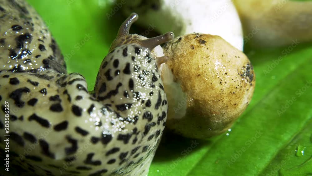 Leopard Great Grey Slug on the Green Leaf Eating Mushroom Fast Leopard Great Grey Slug on the Green Leaf Eating Mushroom Fast