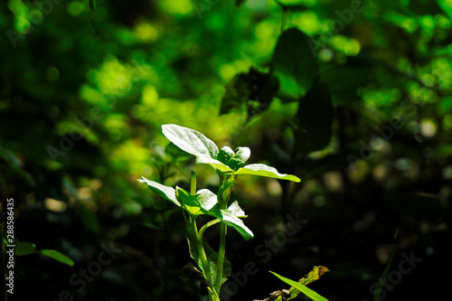 Plant in the garden