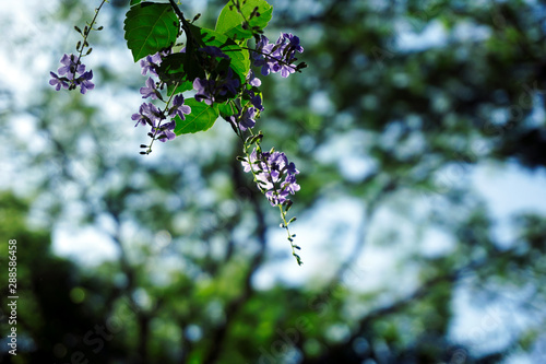 branch with flower