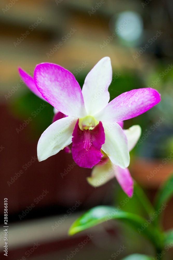 White pink orchid on green background White pink orchid on green background