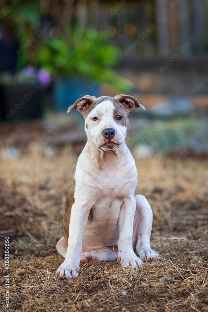Mixed Breed Puppy Sitting