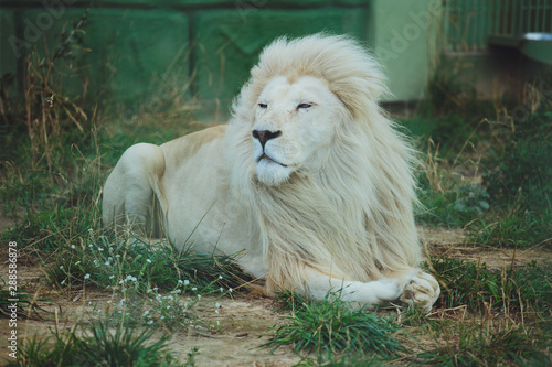 фотографія Cute beautiful white lion lies on the nature in the grass.