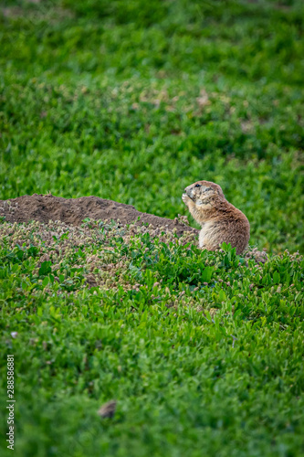 Prairie Dog Town photo