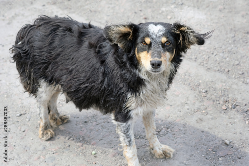 Black dog with white spots on the legs, chest and nose. A lonely sad dog is looking at the camera. Protection of animals, caring for stray dogs.