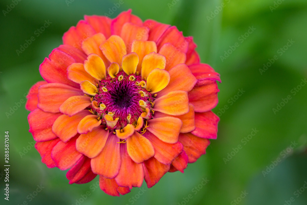 macro of beautiful sunset colored zinnia flower in summer garden macro of beautiful sunset colored zinnia flower in summer garden