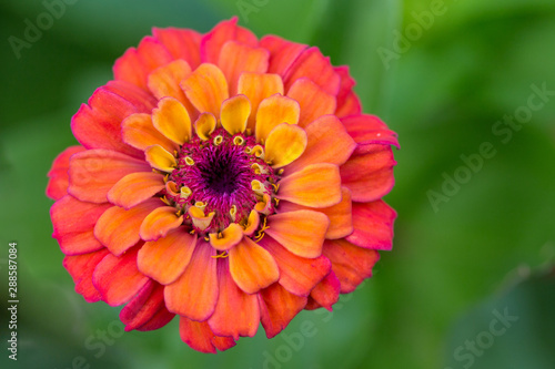 macro of beautiful sunset colored zinnia flower in summer garden