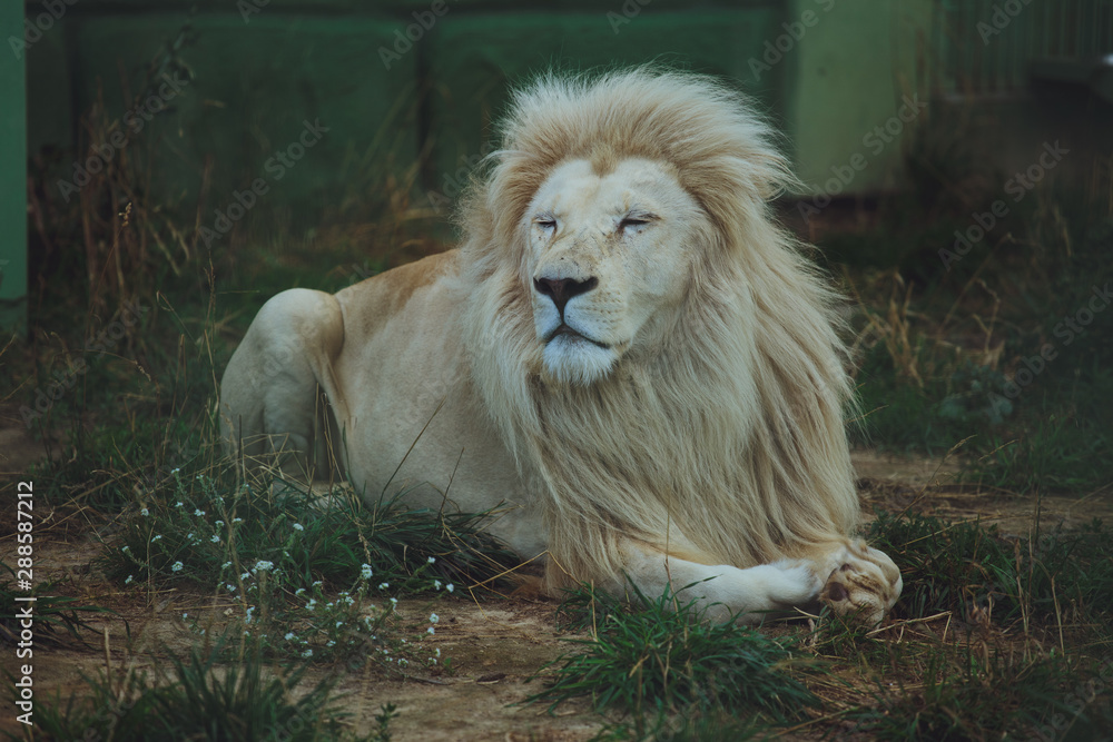 Naklejka premium Cute beautiful white lion lies on the nature in the grass.